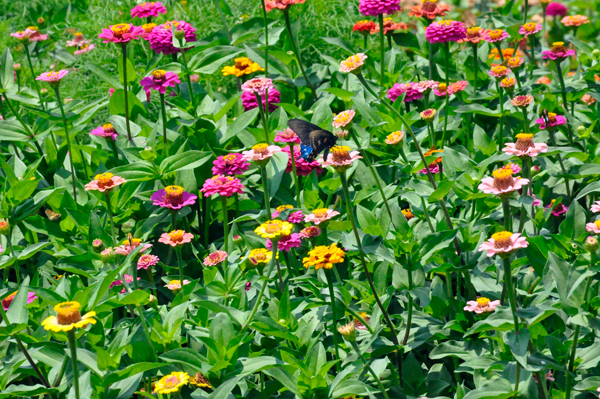 flowers and a very small butterfly